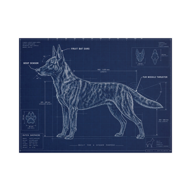 Belgian Malinois Blueprint Poster — Matte Dog Anatomy Print (Horizontal)